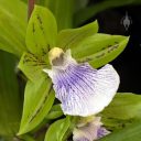 Zygo orchid hybrid, green white and purple flower, Orchids in the Park 2025, Golden Gate Park, San Francisco, California