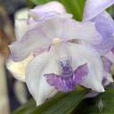 Aganisia cyanea, orchid species flower, white and purple flower, Peninsula Orchid Society Show 2025, San Mateo, California