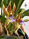 Chaubardia heteroclite, orchid species flowers, weird flowers, Peninsula Orchid Society Show 2025, San Mateo, California