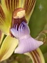 Chaubardia heteroclite, orchid species flower, close up of weird flower lip, Peninsula Orchid Society Show 2025, San Mateo, California