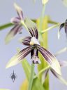 Cymbidium haematodes, orchid species flower, Peninsula Orchid Society Show 2025, San Mateo, California