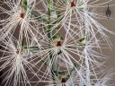 Habenaria medusa, orchid species flowers, weird flowers, Peninsula Orchid Society Show 2025, San Mateo, California