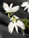 Pecteilis radiata, Habenaria radiata, White Egret Orchid, orchid species flowers, flowers resembling flying birds, white flowers, Peninsula Orchid Society Show 2025, San Mateo, California