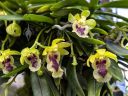 Haraella retrocalla, orchid species flowers, mini orchid, Peninsula Orchid Society Show 2025, San Mateo, California