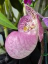 Paphiopedilum Barbara Rechberger, orchid hybrid flower, Paph, Lady Slipper Orchid with large slipper pouch, side view of flower, Peninsula Orchid Society Show 2025, San Mateo, California