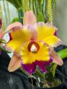 Rhyncholaeliocattleya Dick Smith 'Paradise', cattleya orchid hybrid flower, large colorful flower with fringed lip, Peninsula Orchid Society Show 2025, San Mateo, California