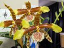 Rossioglossum grande, Tiger Orchid, orchid species flowers, large yellow brown and white flowers, Peninsula Orchid Society Show 2025, San Mateo, California