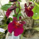 Tolumnia Jairak Flyer 'Gules', orchid hybrid flowers, red flowers, mini orchid, Peninsula Orchid Society Show 2025, San Mateo, California