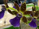 Zygo orchid hybrid flowers, purple green and reddish brown flowers, Peninsula Orchid Society Show 2025, San Mateo, California
