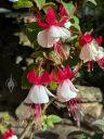 Fuchsia flowers, red and white blooms, blooming outdoors in Pacifica, California