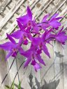 Laelia gouldiana 'Greta Garbo', orchid species flowers, purple flowers, grown outdoors in Pacifica, California