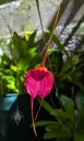 Masdevallia Swallow, orchid hybrid flower, fully open flower, blooming outdoors in Pacifica, California
