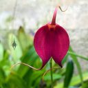 Masdevallia Swallow, orchid hybrid flower, flower opening with sepals still uncurling, blooming outdoors in Pacifica, California