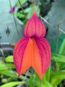 Masdevallia veitchiana 'Sheryll', orchid species flower, purple and orange flower, King of the Masdevallias., gallo gallo in Spanish, waqanki in Quechua, blooming outdoors in Pacifica, California