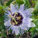 Passionflower, passiflora, fragrant purple white and yellow blossom, blooming outdoors in Pacifica, California