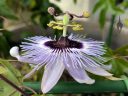 Passionflower, passiflora, fragrant purple white and yellow blossom, blooming outdoors in Pacifica, California