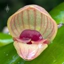 Clam Shell Orchid, Pleurothallis palliolata, orchid species flower, weird flower, mini orchid, pleurothallid, blooming outdoors in Pacifica, California