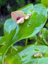 Clam Shell Orchid, Pleurothallis palliolata, orchid species flower and bud on top of leaf, weird flower, mini orchid, pleurothallid, blooming outdoors in Pacifica, California