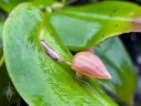 Clam Shell Orchid, Pleurothallis palliolata, orchid species flower bud emerging from top of leaf, weird flower, mini orchid, pleurothallid, blooming outdoors in Pacifica, California