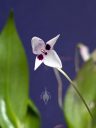 Pleurothallis viduata, orchid species flower, white and purple flower, mini orchid, pleurothallid, blooming outdoors in Pacifica, California