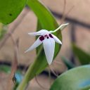 Pleurothallis viduata, orchid species flower, white and purple flower, mini orchid, pleurothallid, blooming outdoors in Pacifica, California