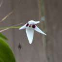 Pleurothallis viduata, orchid species flower, white and purple flower, mini orchid, pleurothallid, blooming outdoors in Pacifica, California