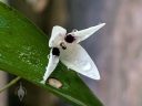Pleurothallis viduata, orchid species flower, white and purple flower, water drops on flower and leaves, mini orchid, pleurothallid, blooming outdoors in Pacifica, California