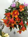 Dendrobium cuthbertsonii, orchid species flowers, bright orange flowers, mini orchid, Peninsula Orchid Society Show 2025, San Mateo, California