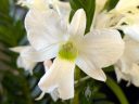 Dendrobium sanderae var. luzonicum, orchid species flower, green and white flower, Peninsula Orchid Society Show 2025, San Mateo, California