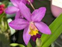 Laeliocattleya Jupiter Drops, orchid hybrid flower, pink yellow and purple flower, Peninsula Orchid Society Show 2025, San Mateo, California