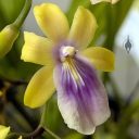 Miltonia regnellii var. aurea, orchid species flower, yellow purple and white flower, Peninsula Orchid Society Show 2025, San Mateo, California