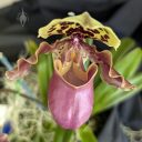 Paphiopedilum henryanum, Paph, Lady Slipper orchid, orchid species flower, Peninsula Orchid Society Show 2025, San Mateo, California