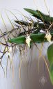Brassia orchid hybrid flowers, Spider Orchid, tall skinny flowers, spidery flowers, grown indoors in Pacifica, California