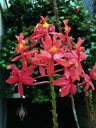 Epidendrum orchid flowers, reed-stem Epidendrum, cluster of red and yellow flowers, grown outdoors in Pacifica, California