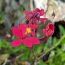 Epidendrum orchid flowers, reed-stem Epidendrum, cluster of red and yellow flowers and buds, grown outdoors in Pacifica, California