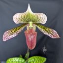 Lady Slipper orchid flower, Paph, Paphiopedilum, orchid hybrid flower, grown indoors in Pacifica, California