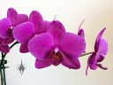 Moth Orchid flowers, Phal, Phalaenopsis, orchid hybrid flowers, purple flowers, grown indoors in Pacifica, California