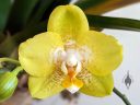 Moth Orchid flower, Phal, Phalaenopsis, orchid hybrid flower, yellow flower, grown indoors in Pacifica, California