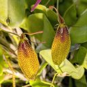 Restrepia orchid flowers, mini orchid, yellow and red flowers, weird flowers, small bug-like flowers with spots, pleurothallid, Pacific Orchid Expo 2025, Golden Gate Park, San Francisco, California