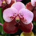 Vanda Pakchong New Land, orchid hybrid flower, large flower, pink and purple-red flower, Pacific Orchid Expo 2025, Golden Gate Park, San Francisco, California