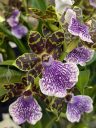 Zygo orchid flowers, Zygopetalum, purple green and white flowers, Pacific Orchid Expo 2025, Golden Gate Park, San Francisco, California