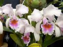Cattleya schroederae 'Eclipse', orchid species flowers, large white pink and orange flowers, Pacific Orchid Expo 2026, Golden Gate Park, San Francisco, California