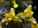 Lycaste Hamana x Concolor 'Gold Country', orchid hybrid flowers, yellow flowers, Pacific Orchid Expo 2026, Golden Gate Park, San Francisco, California