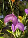 Masdevallia Ziegler's Love 'Empress', orchid hybrid flowers, Pacific Orchid Expo 2026, Golden Gate Park, San Francisco, California