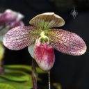 Paphiopedilum Memoria Rapee Sagarik, Paph, Lady Slipper orchid hybrid flower, red white and green flower, Pacific Orchid Expo 2026, Golden Gate Park, San Francisco, California