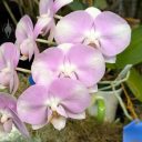Moth Orchid flowers, Phalaenopsis hybrid orchid, Phal, pink and white flowers, Pacific Orchid Expo 2026, Golden Gate Park, San Francisco, California