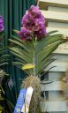 Vanda Suwannaphum Victory Marvel, orchid hybrid flowers and leaves, winning orchid with ribbons, purple flowers, Pacific Orchid Expo 2026, Golden Gate Park, San Francisco, California 