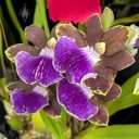 Zygopetalum Blue Banks, orchid hybrid flowers, Zygo, Pacific Orchid Expo 2026, Golden Gate Park, San Francisco, California