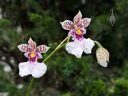 Caucaea phalaenopsis, AKA Oncidium, orchid species flowers, fragrant orchids, blooming outdoors in Pacifica, California