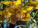 Cymbidium Green Zenith 4N x Tracyanum 4N, orchid hybrid flowers, blooming outdoors in Pacifica, California